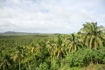 Palm grove full of green vegetation in Phillipine islands