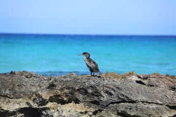 Cormorant on a rock at Mediterranean Sea