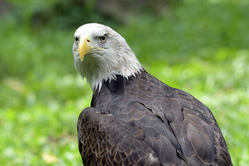 Fototapeta premium close up of an american bald eagle