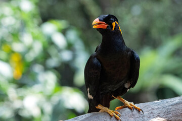 a parrot on a tree branch