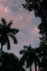 Fototapeta premium Merida Mexico Palm Trees with Pink and Blue Sunset