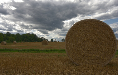 wheat field with hay bales on the farm with clouds