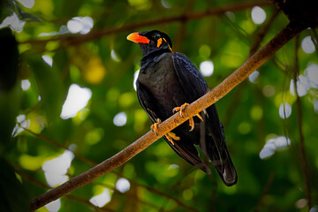 Gracula ptilogenys perching on the branch