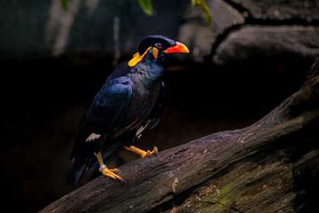 Gracula ptilogenys perching on the branch