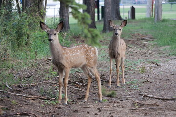 two fawns in the summer
