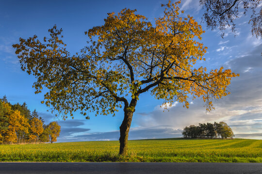 Autumn landscape with groups of lonely trees, Czech Republic
