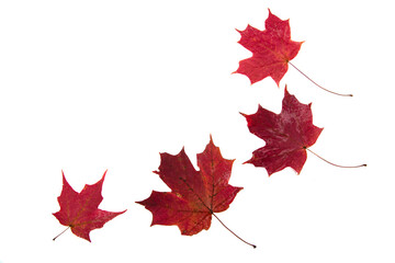 red sugar maple leaves in an arrangement against white background