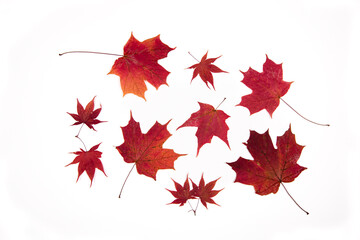red sugar maple leaves in an arrangement against white background