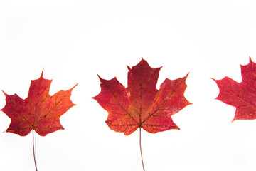 dried red sugar maple leaves against a white background