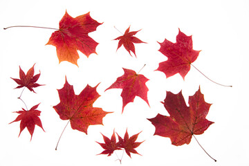 dried red sugar maple leaves against a white background