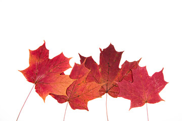 dried red sugar maple leaves against a white background