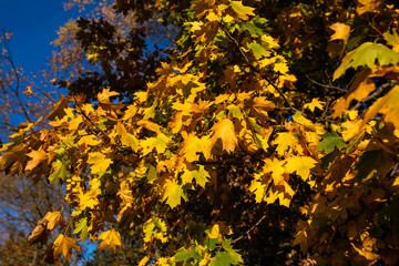 yellow oak leaves fall foliage blue sky