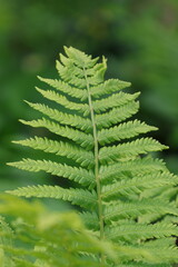 Green fern in the summer