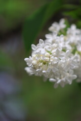 White Lavender in the spring