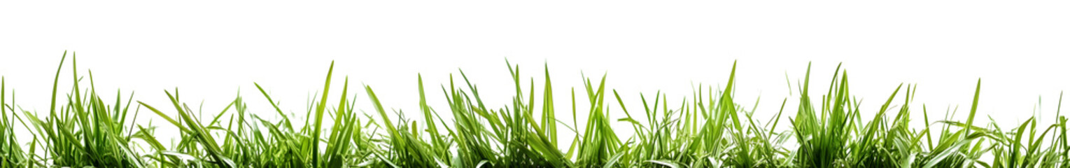 Obraz premium Fresh green grass isolated against a white background