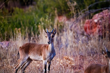 Mountain goat in a valley of Ruidera