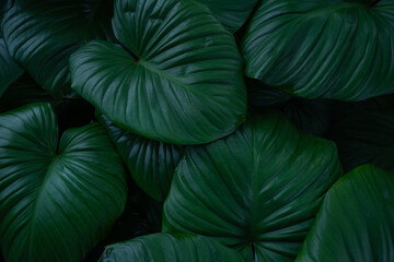 closeup nature view of green leaf texture, dark wallpaper concept, nature background, tropical leaf.