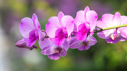 Purple flowering orchid. Beautiful purple orchid flower. Phalaenopsis orchid flower