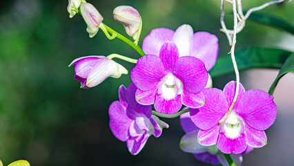 Purple flowering orchid. Beautiful purple orchid flower. Phalaenopsis orchid flower