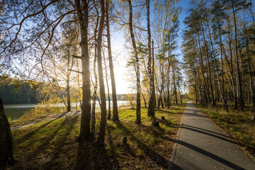 A path runs through a forest with trees on either side