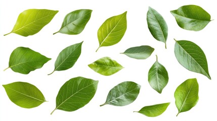 Fototapeta premium Collection of leaves cut out and isolated, perfect for design projects. This set of isolated leaves provides versatile options for creative compositions with ample copy space.