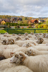 Autumn trailing of the Sheep (redyk), return of shepherds with flocks of sheep in Pieniny, Szczawnica, Poland
