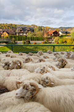 Autumn trailing of the Sheep (redyk), return of shepherds with flocks of sheep in Pieniny, Szczawnica, Poland