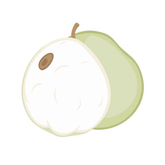 white sapote icon, fruits vector icon - simple vector illustration of a white sapote, in a simple and clean style, suitable for food and health themes. fruits flat illustration.