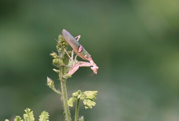 Praying mantis on a green plant