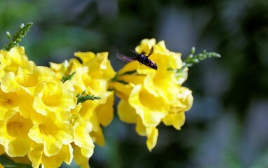 Bee and vibrant yellow flowers close-up
