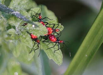 Red insects on green leaves.