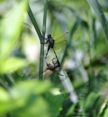 Dragonflies Mating on a Plant