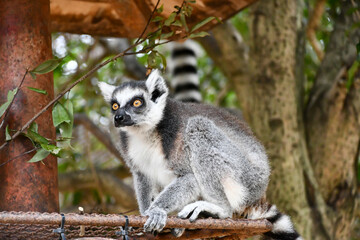 ワオキツネザル