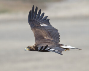 Juvenile Golden Eagle flying near Suisun City, California.