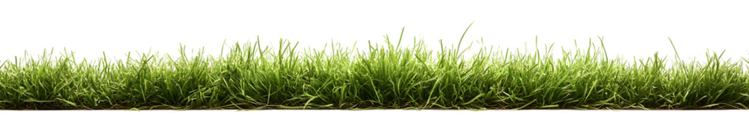 Fototapeta premium Fresh green grass isolated against a white background