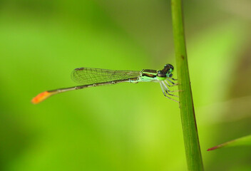 Close up of Damselfly on a plant