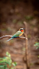Lower Zambezi, Portrait of Colorful Merops bird on Lower Zambezi.