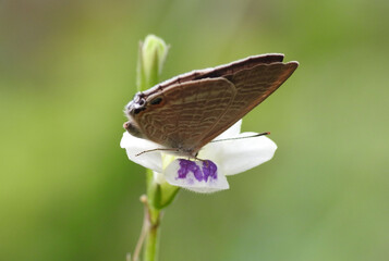 The pea blue or long-tailed blue butterfly (Lampides boeticus) on a white flower