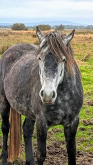 Obraz premium Beautiful black and white horses in green field at pasture, animals and wildlife at county Galway, Ireland
