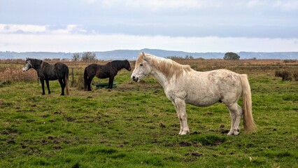 Beautiful black and white horses in green field at pasture, animals and wildlife at county Galway, Ireland
