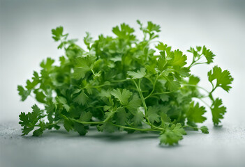 image background transparent cilantro coriander