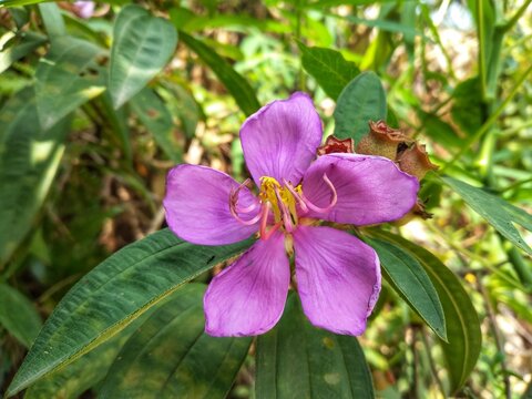 Beautiful purple affine Melastoma flowers, blooming in the forest.