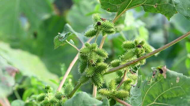 Xanthium strumarium (rough cocklebur, Noogoora burr, clotbur, common cocklebur, large cocklebur, woolgarie bur) herbs plants.