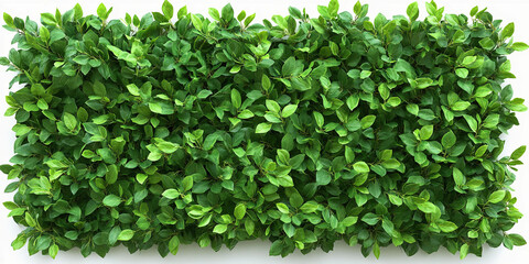 hedge isolated on white background, tall hedge, hedge wall, hedge garden, Trimmed hedge, shrub bush fence tree, Clipping path