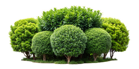 Set of lush topiary trees and vibrant green shrubs (boxwood, laurel, and cypress) in a compact garden arrangement. Isolated on a transparent background with a clipping path