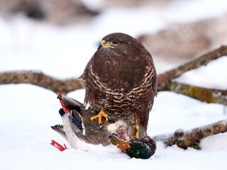 Common buzzard (Buteo buteo)