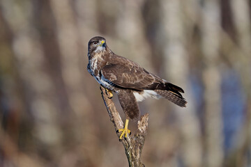 Common buzzard (Buteo buteo)