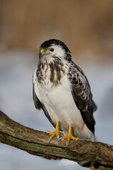 Common buzzard (Buteo buteo)