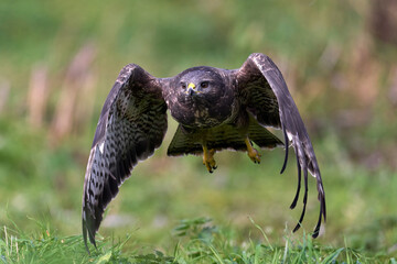 Common buzzard (Buteo buteo)