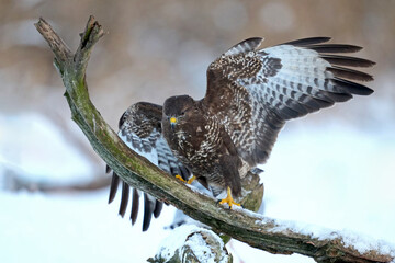 Obraz premium Common buzzard (Buteo buteo)